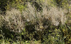 Sida calyxhymenia