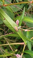 Entomophthoraceae