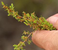 Erica axillaris