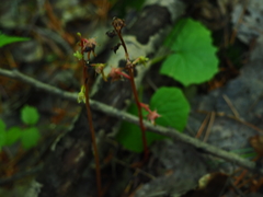 Pyrola japonica