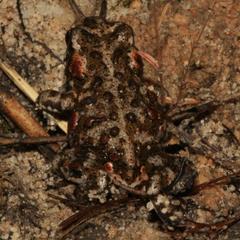 Capensibufo tradouwi