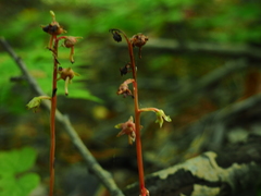 Pyrola japonica