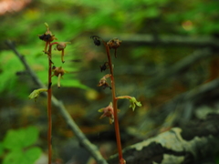 Pyrola japonica