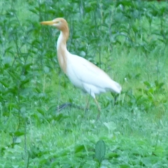 Bubulcus ibis coromandus