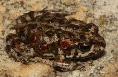 Capensibufo tradouwi
