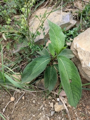 Persicaria filiformis