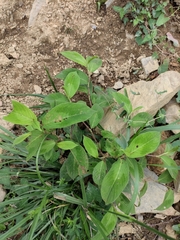 Persicaria filiformis