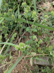 Clinopodium chinense