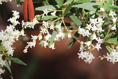 Leucopogon pimeleoides