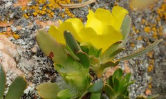 Hibbertia glomerosa