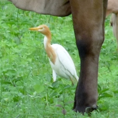 Bubulcus ibis coromandus