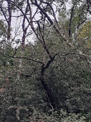 Muscicapa striata