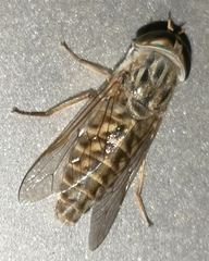 Tabanus glaucopis
