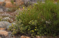 Hibbertia glomerosa