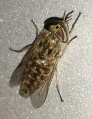 Tabanus glaucopis