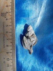 Boreotrophon candelabrum