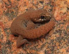 Pachydactylus geitje