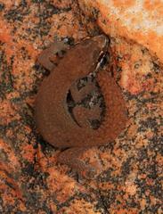 Pachydactylus geitje
