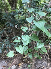 Cissus hastata