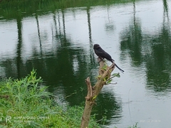 Dicrurus macrocercus