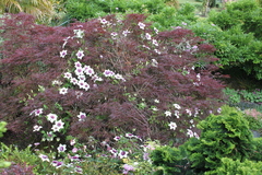 Clematis florida florida