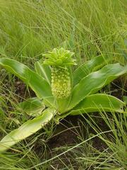 Eucomis autumnalis clavata