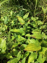 Saururus chinensis