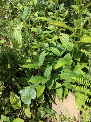 Saururus chinensis
