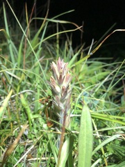 Castilleja cryptantha