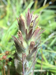 Castilleja cryptantha