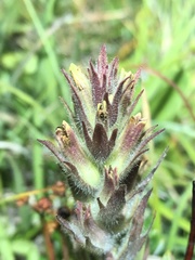 Castilleja cryptantha
