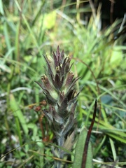 Castilleja cryptantha