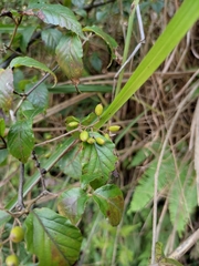 Viburnum fordiae