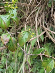 Viburnum fordiae