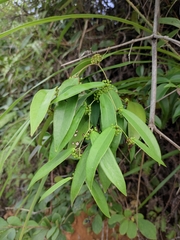 Smilax glabra