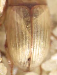 Phaleria