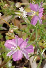 Thysanotus patersonii