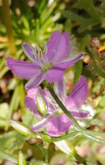 Thysanotus patersonii