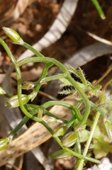 Thysanotus patersonii