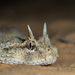 Desert Horned Viper - Photo (c) Rafi Amar, some rights reserved (CC BY-NC), uploaded by Rafi Amar