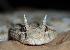Cerastes cerastes
