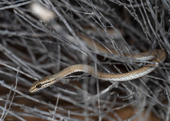 Psammophis schokari