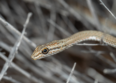 Psammophis schokari
