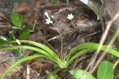 Hypoxis nivea