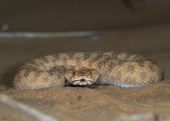 Cerastes vipera
