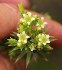 Diosma aristata