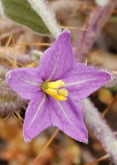 Solanum lasiophyllum