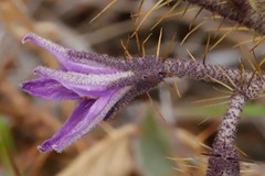 Solanum lasiophyllum