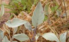 Solanum lasiophyllum