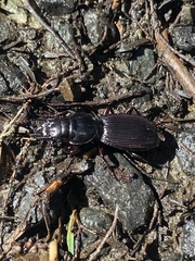 Mecodema spiniferum